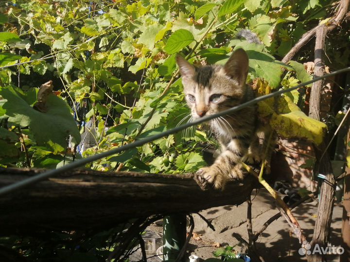 Коты в добрые руки с доставкой
