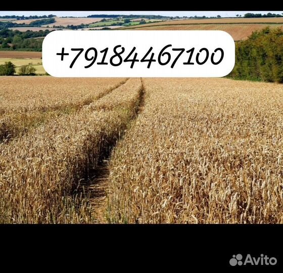 Продам картофель оптом