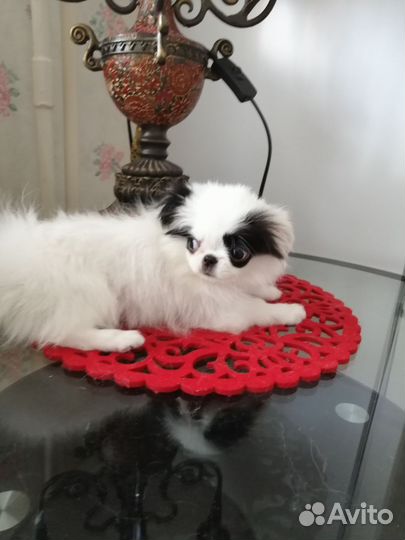 Мини пекинес