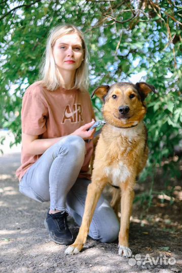 Собака из приюта в добрые руки