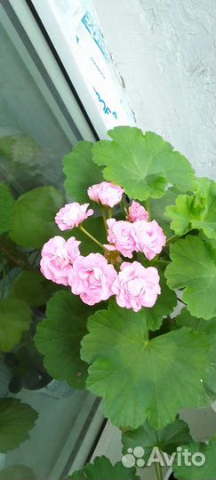 Пеларгония герань