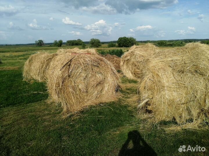 Сено в тюках