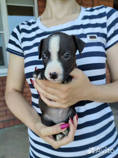 Щенки американского питбуля