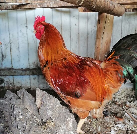 Петух Кучинский