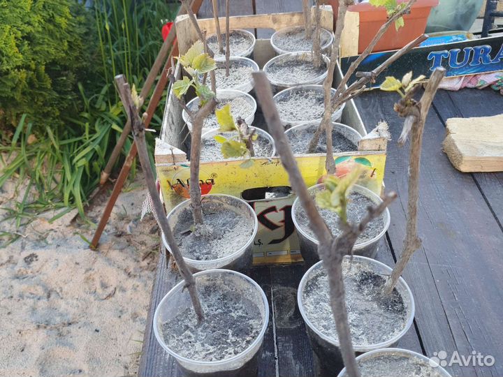 Саженцы винограда