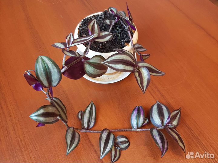 Традесканция