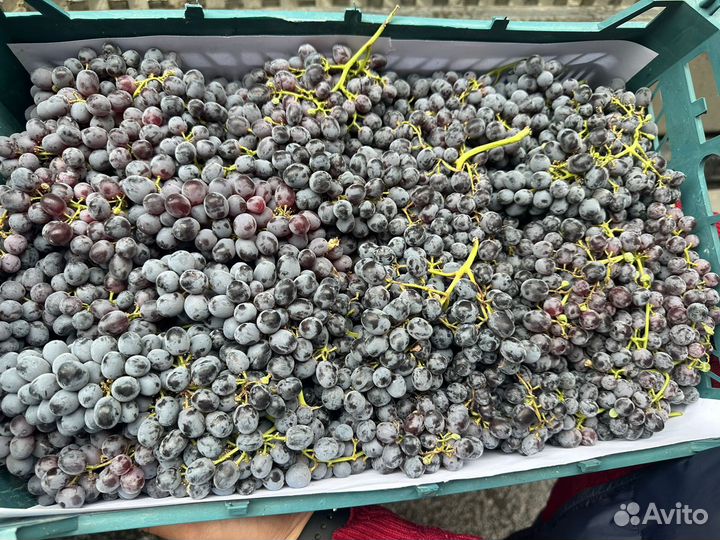 Виноград Иран