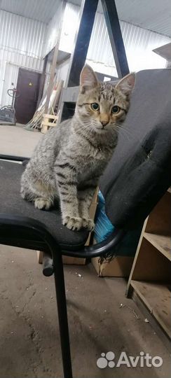 Отдам в добрые руки мальчик котенок