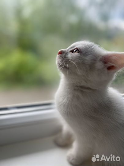 Котенок в добрые руки