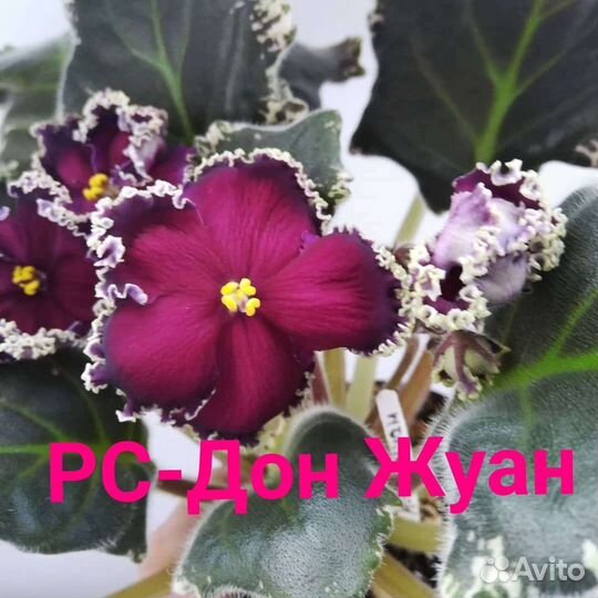 Лист фиалки, 10сортов