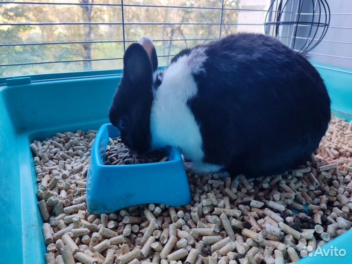 Декоративные кролики