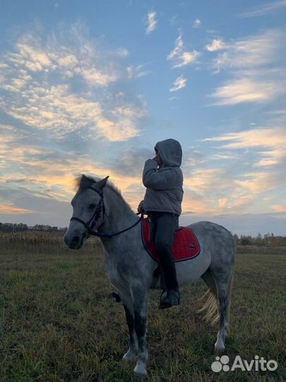 Продам пони