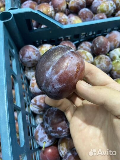 Слива Кабардинка