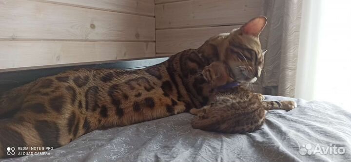 Бенгальский кот вязка