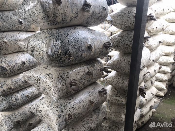 Грибные Блоки б/у (удобрение )