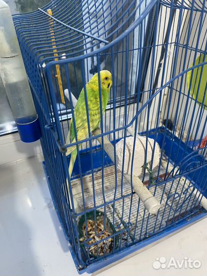 Волнистый попугай с клеткой