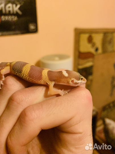 Пятнистый леопардовый геккон
