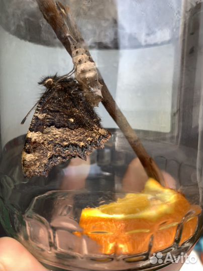 Куколка бабочки