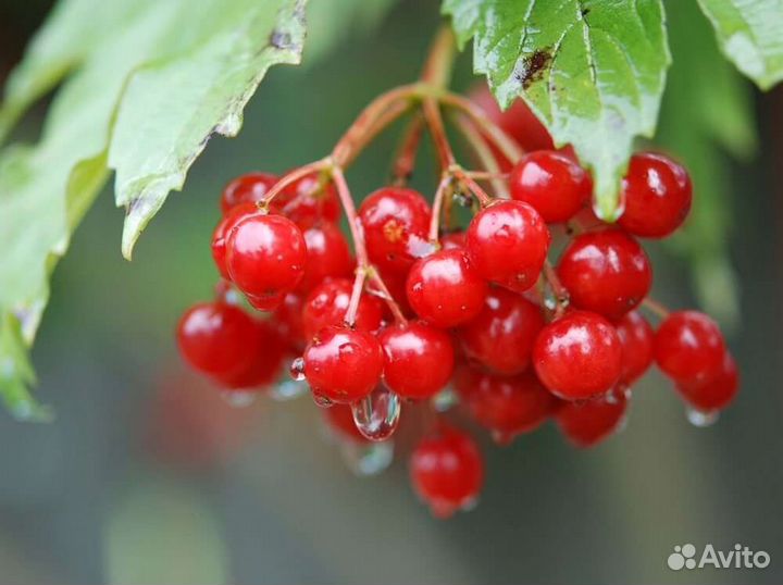 Калина саженцы