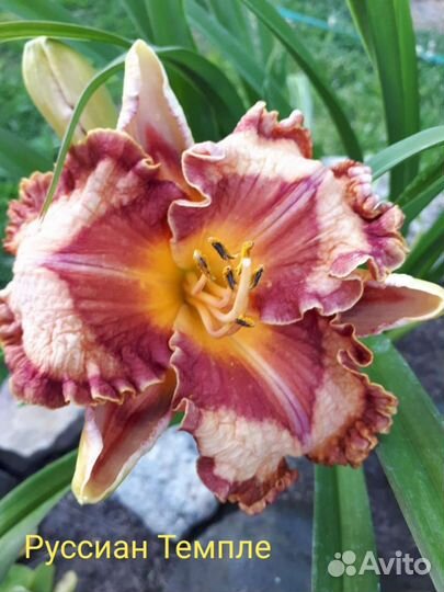 Лилейники Коллекционные