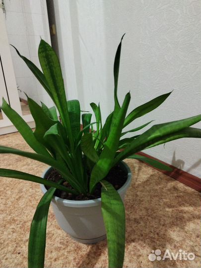 Сансевиерия щучий хвост