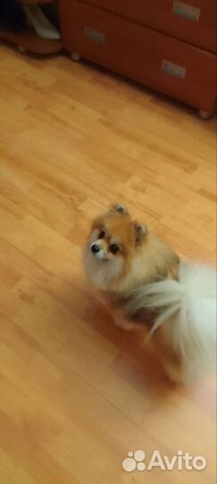 Найден шпиц