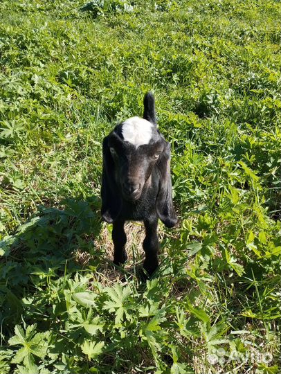 Англо нубийские козочки