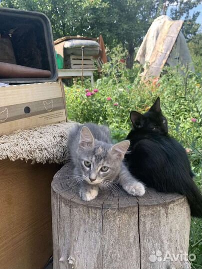 Котята 2.5 месяца наши домашние