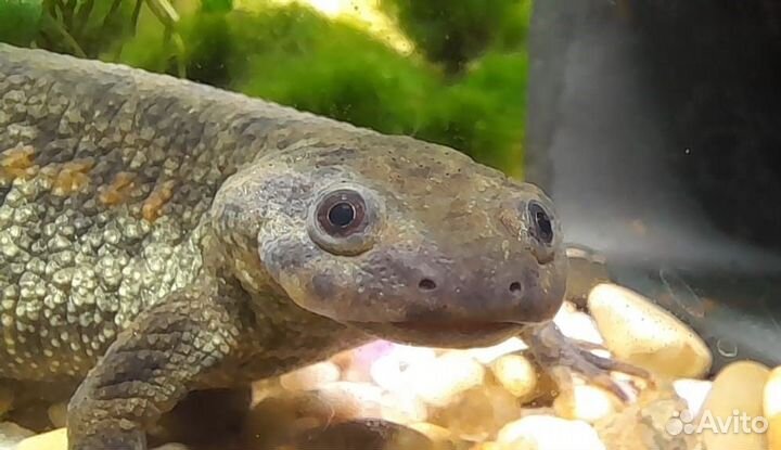 Аквариумные тритоны