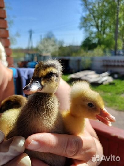 Утята подрощенные