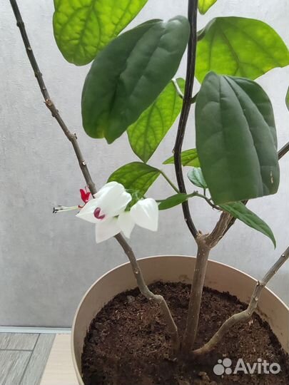 Клеродендрум