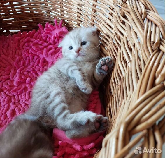 Шотландские вислоухие и прямоухие котята