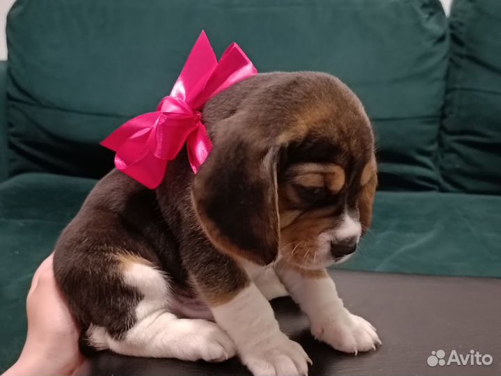 Щенки породы бигль