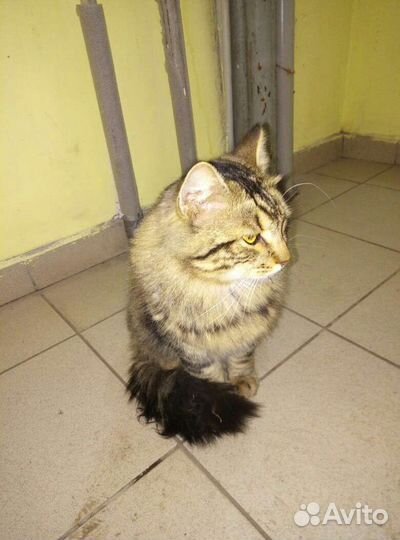 Кот солидный