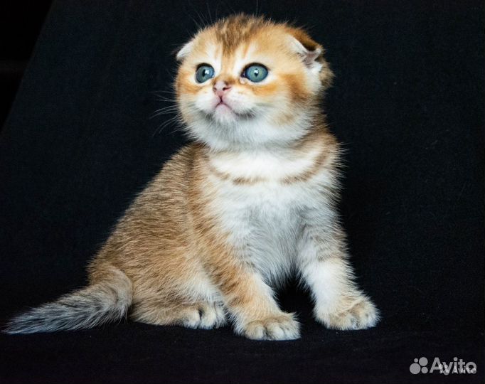 Элитный вислоухий котик золотого окраса