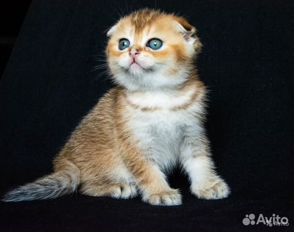 Элитный вислоухий котик золотого окраса