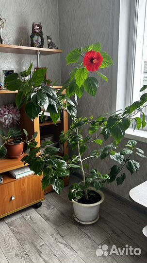 Гибискус китайская роза