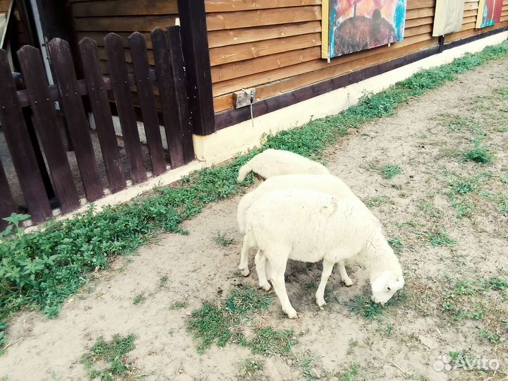 Ягнята белый дорпер