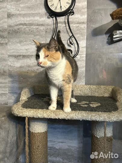 Особенная кошечка