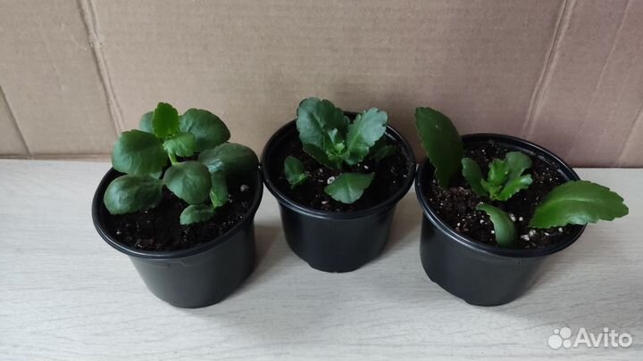 Каланхоэ (3 цветения)