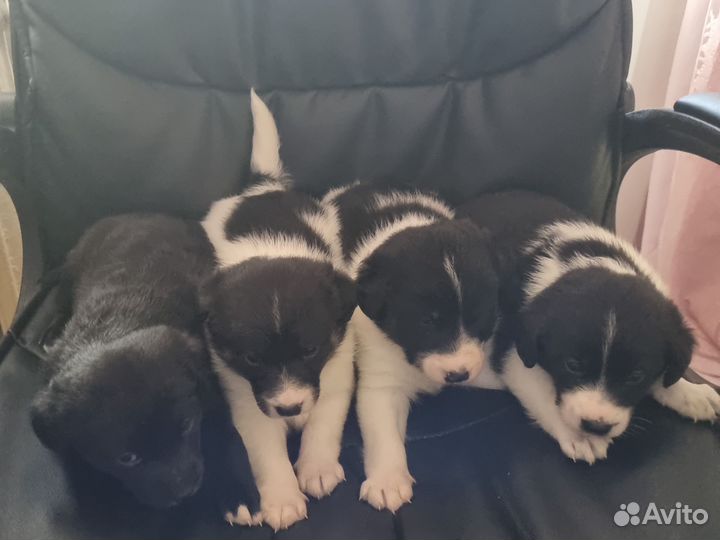 Щенки