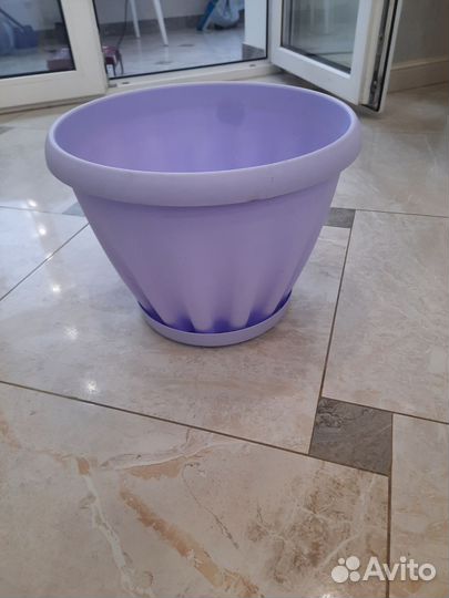 Фикус Белый красавец