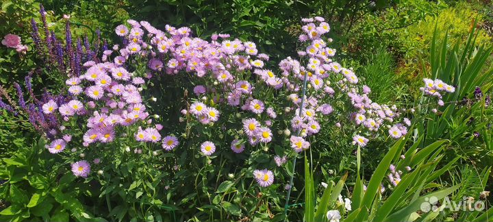 Шалфей дубравный, ромашка розовая, гвоздика