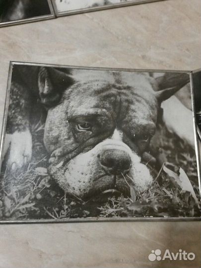 Фотокартина СССР Собаки