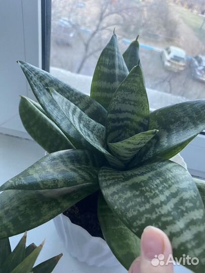 Комнатные цветы Сансевиерия бесплатно