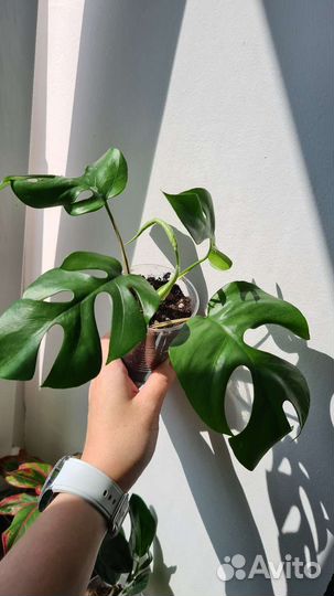 Монстера, Сингониум, Филодендрон