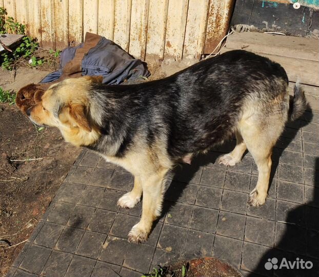 Щенки,помесь лабрадора