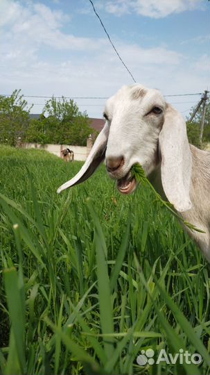 Козье молоко