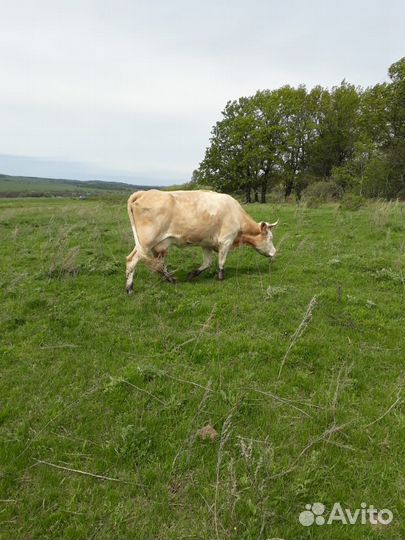 Корова дойная