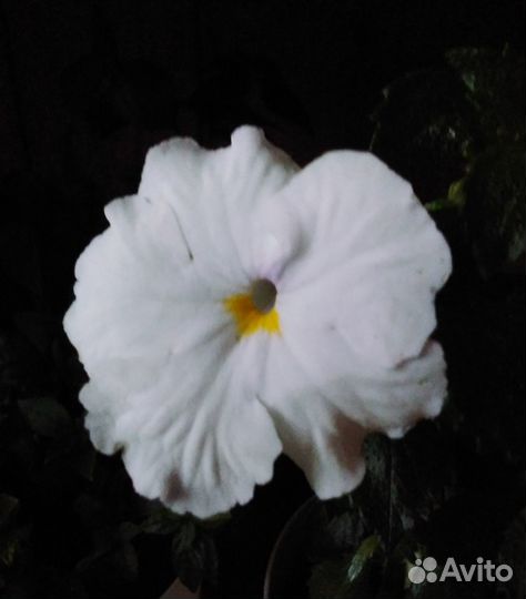 Набор ризом ахименеса